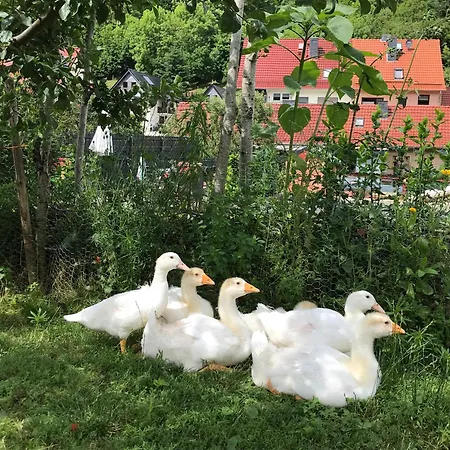 Apartment Iflands Hof *