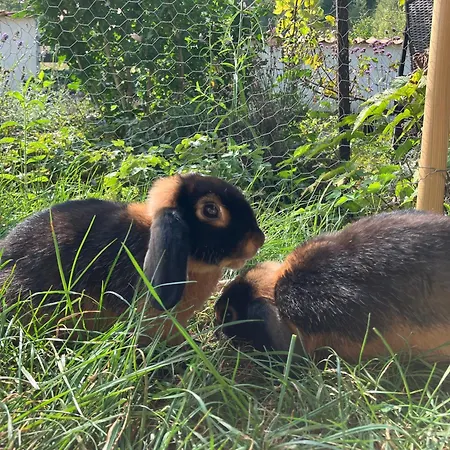 Iflands Hof Apartment Brehme